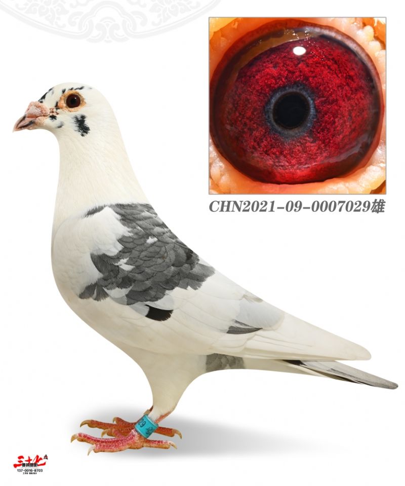 û