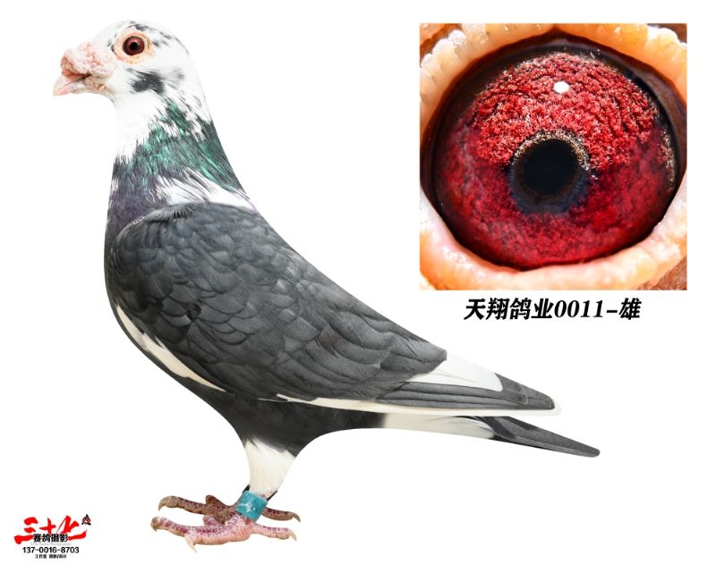 û