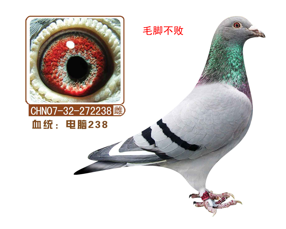 238(ëŲ)