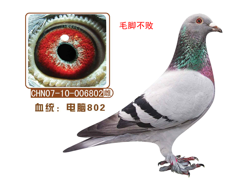 802(ëŲ)