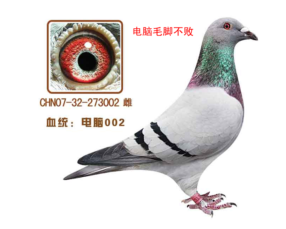 002(ëŲ)