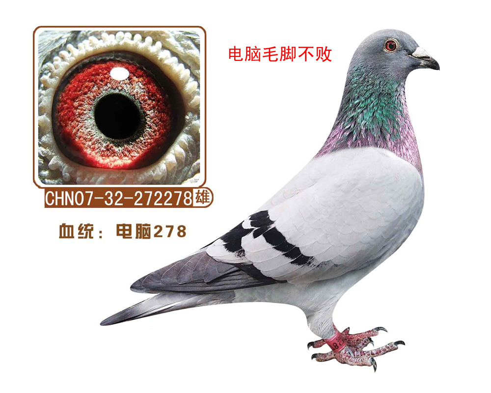 278(ëŲ)