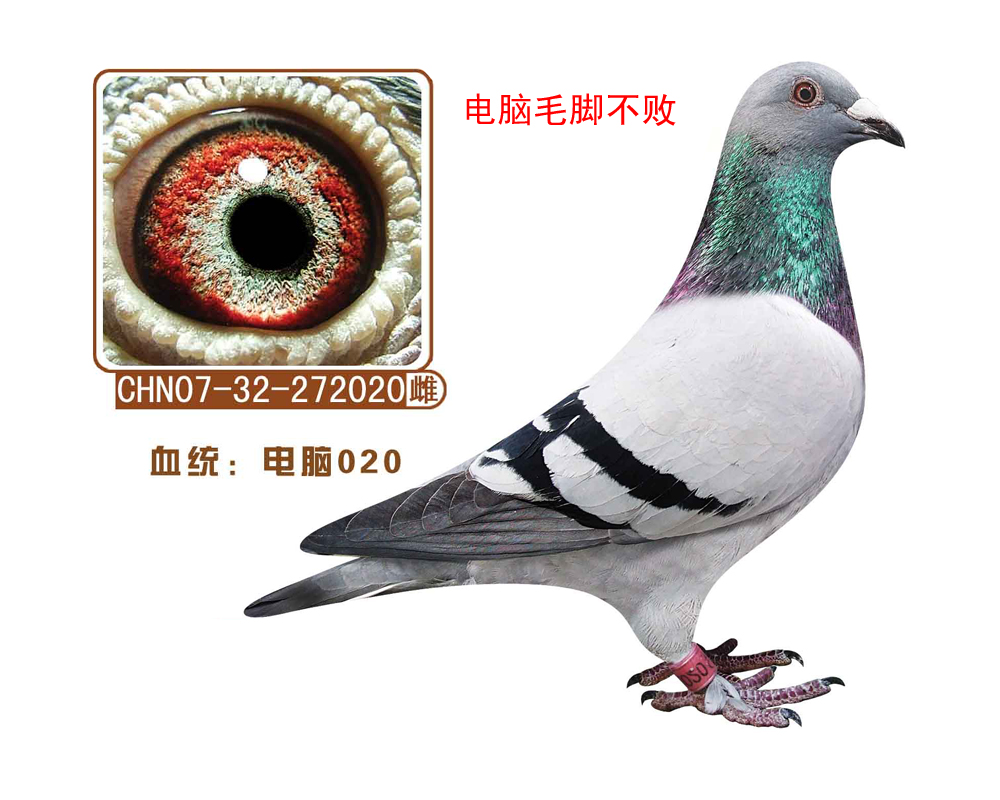 020(ëŲ)