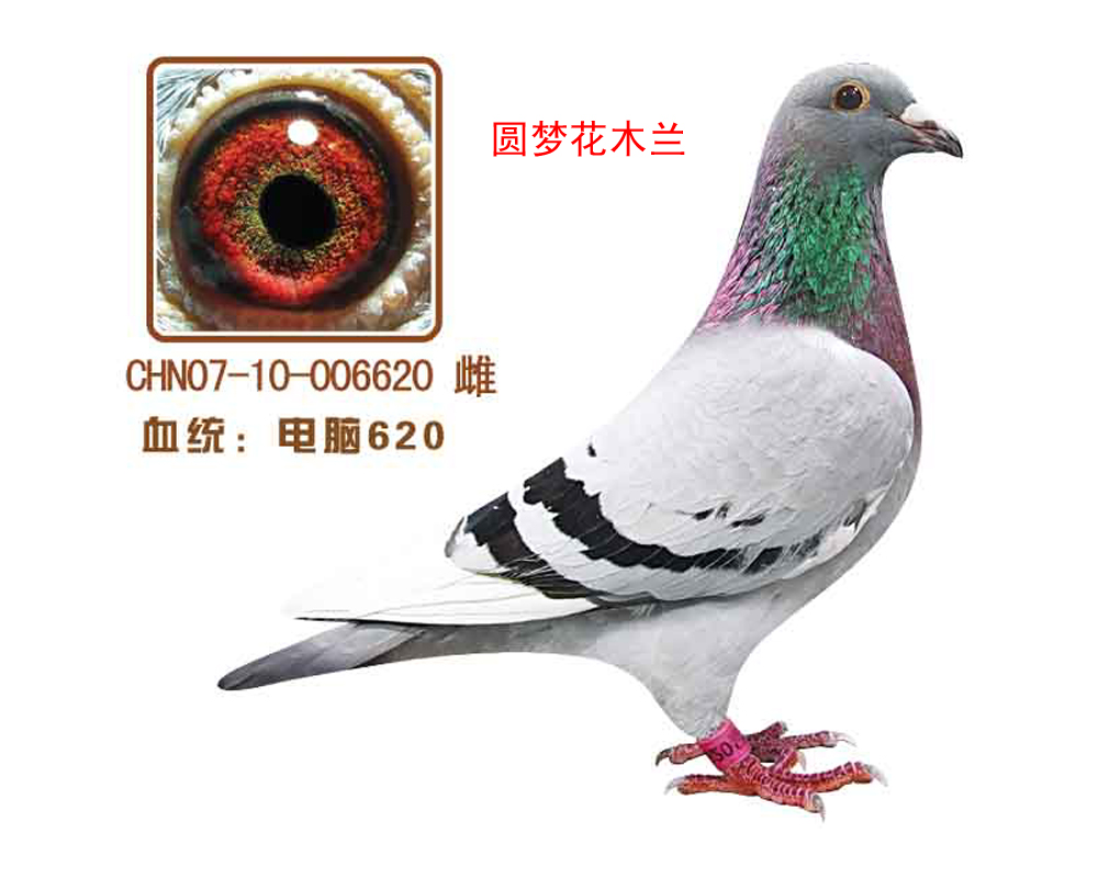620(Բλľ)