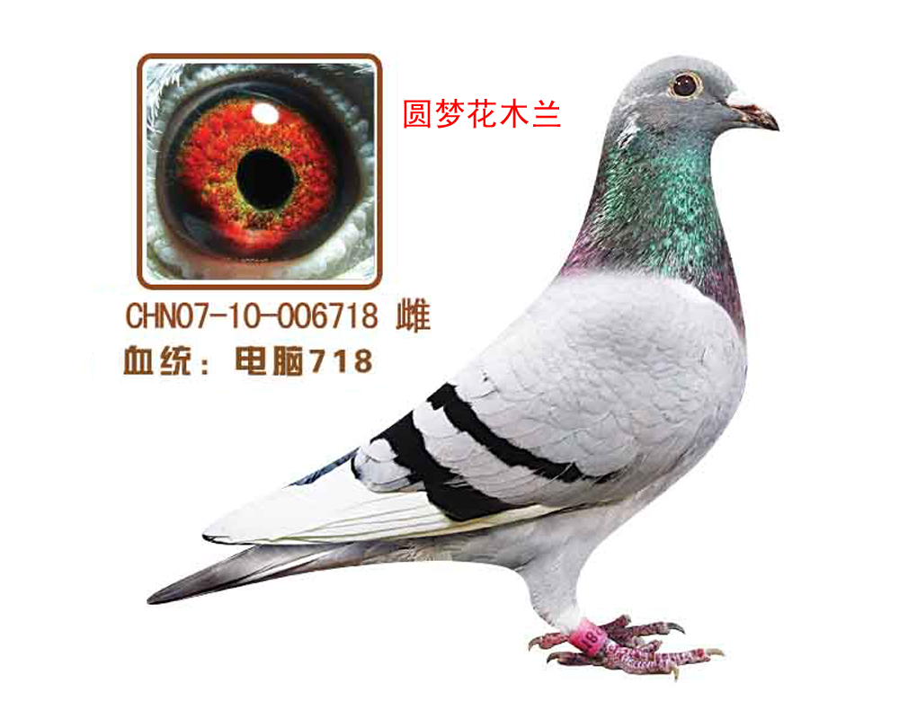 718(Բλľ)