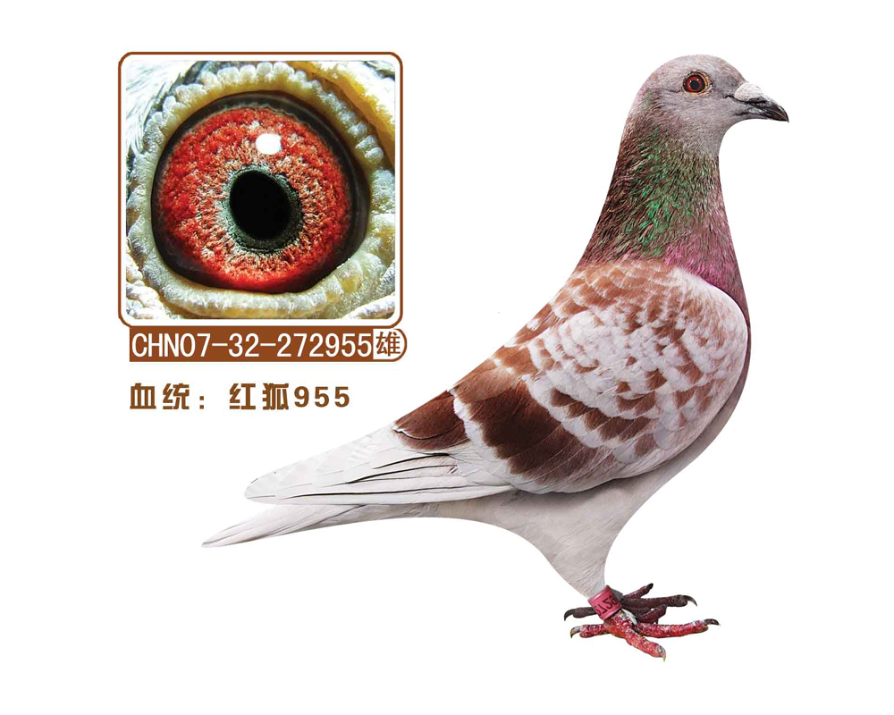 955