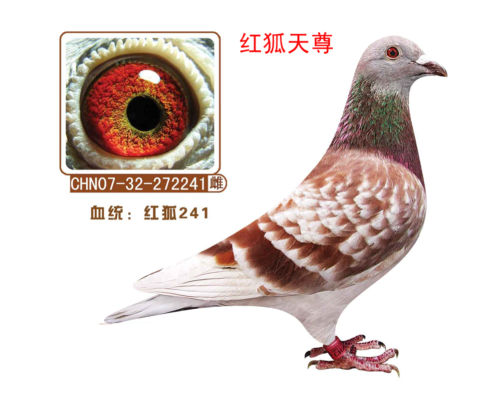 241