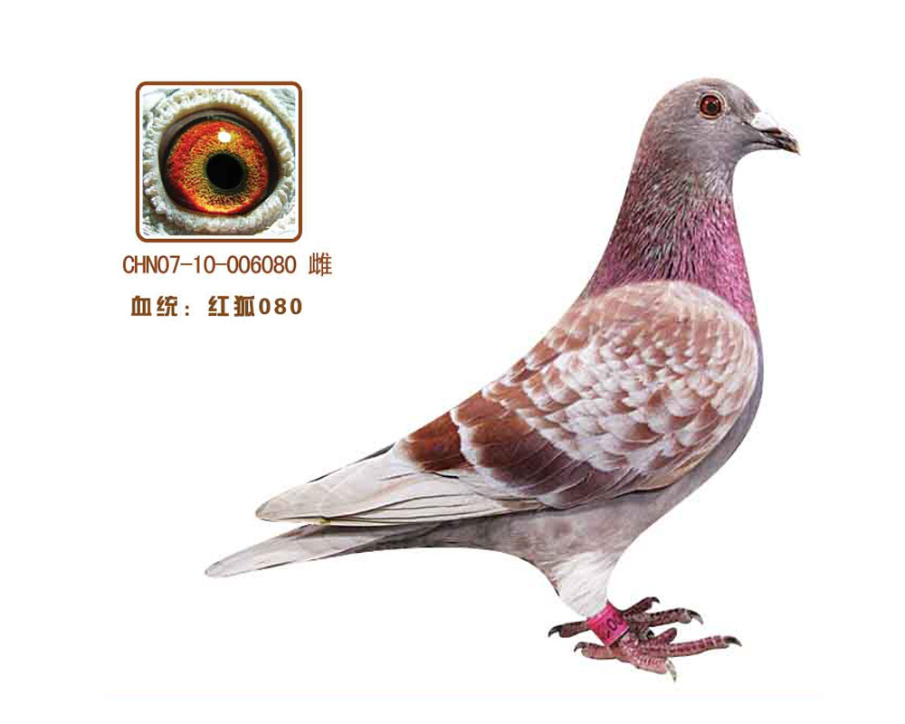 080