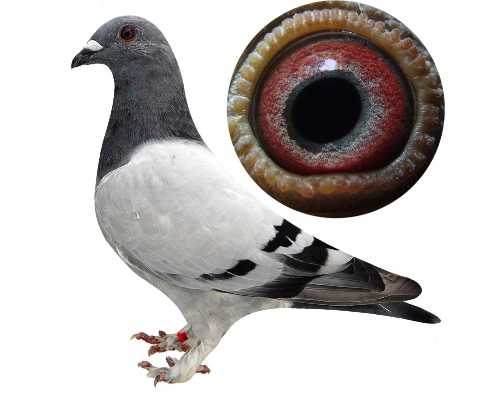 ëŵ