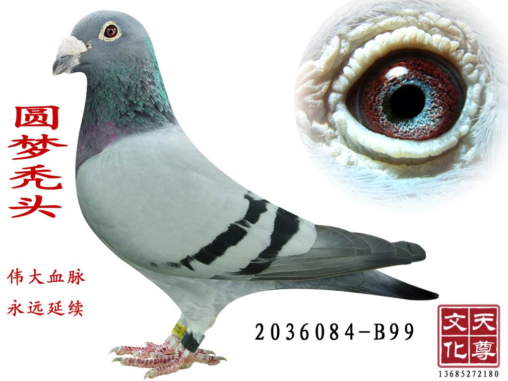 Բͺͷ