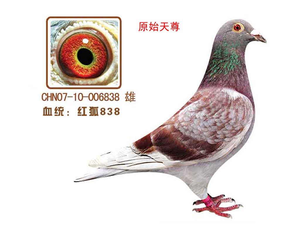 ʯ838(ԭʼ