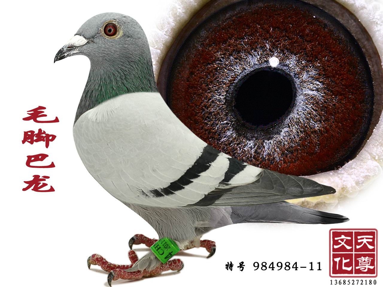 ëŰ  غ 984984-11