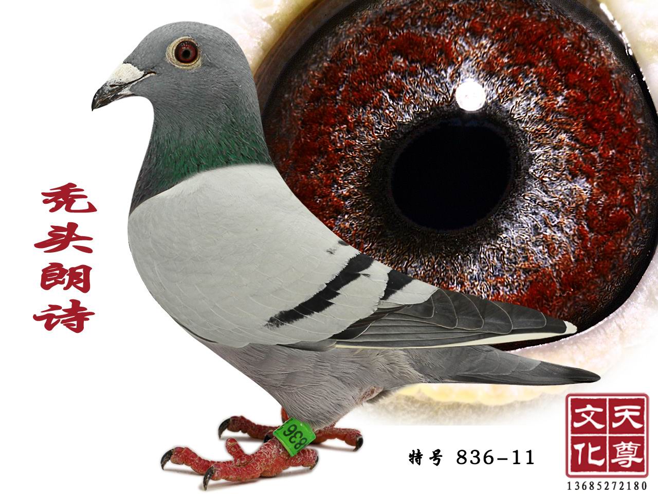 ͺͷʫ  غ 836-11