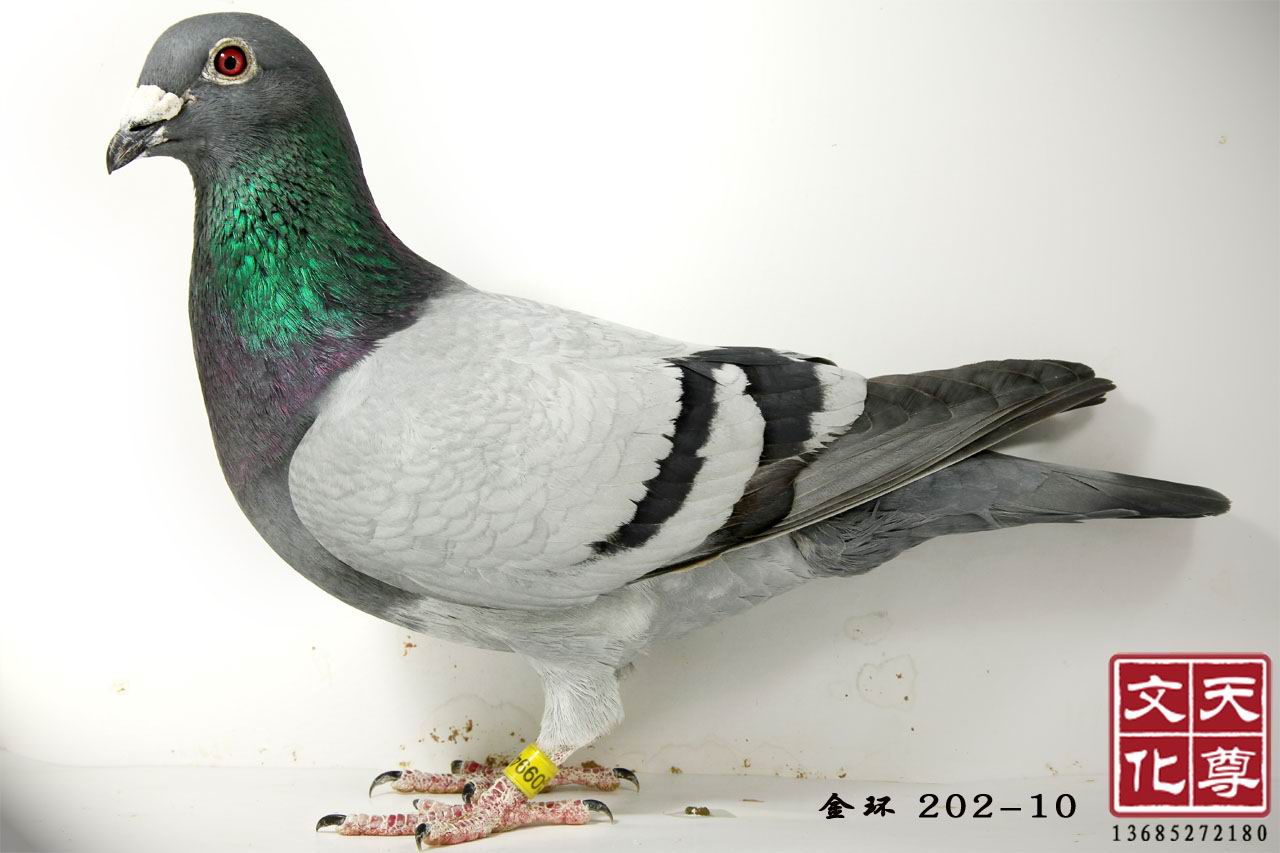 Խ   202-10