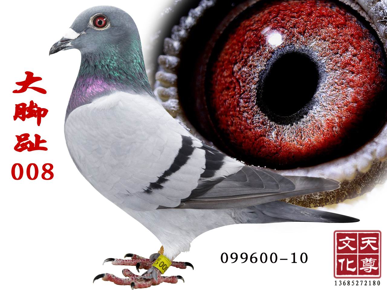 ֺ008