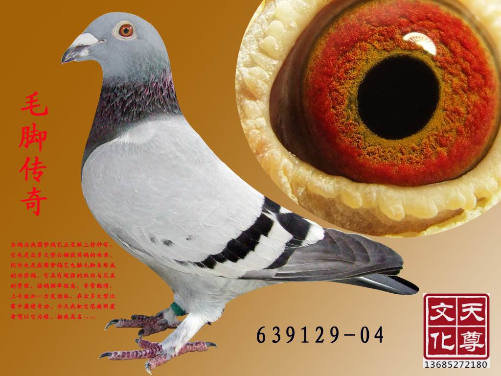 ëŴ