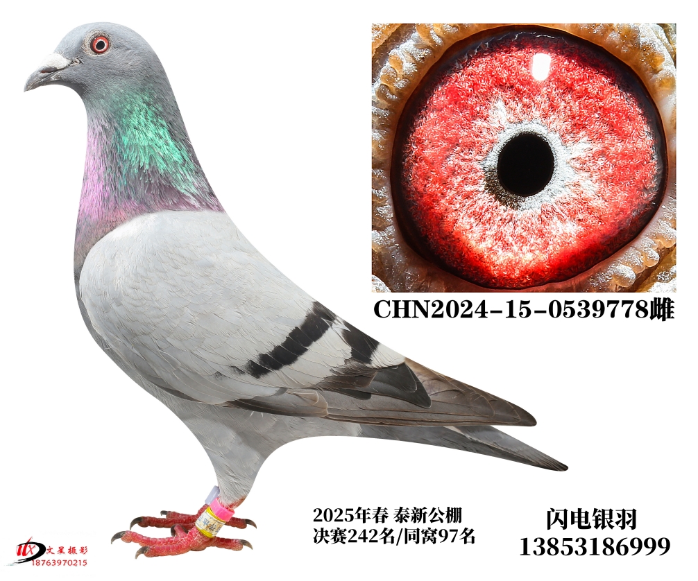 2025괺̩¹242/ZD