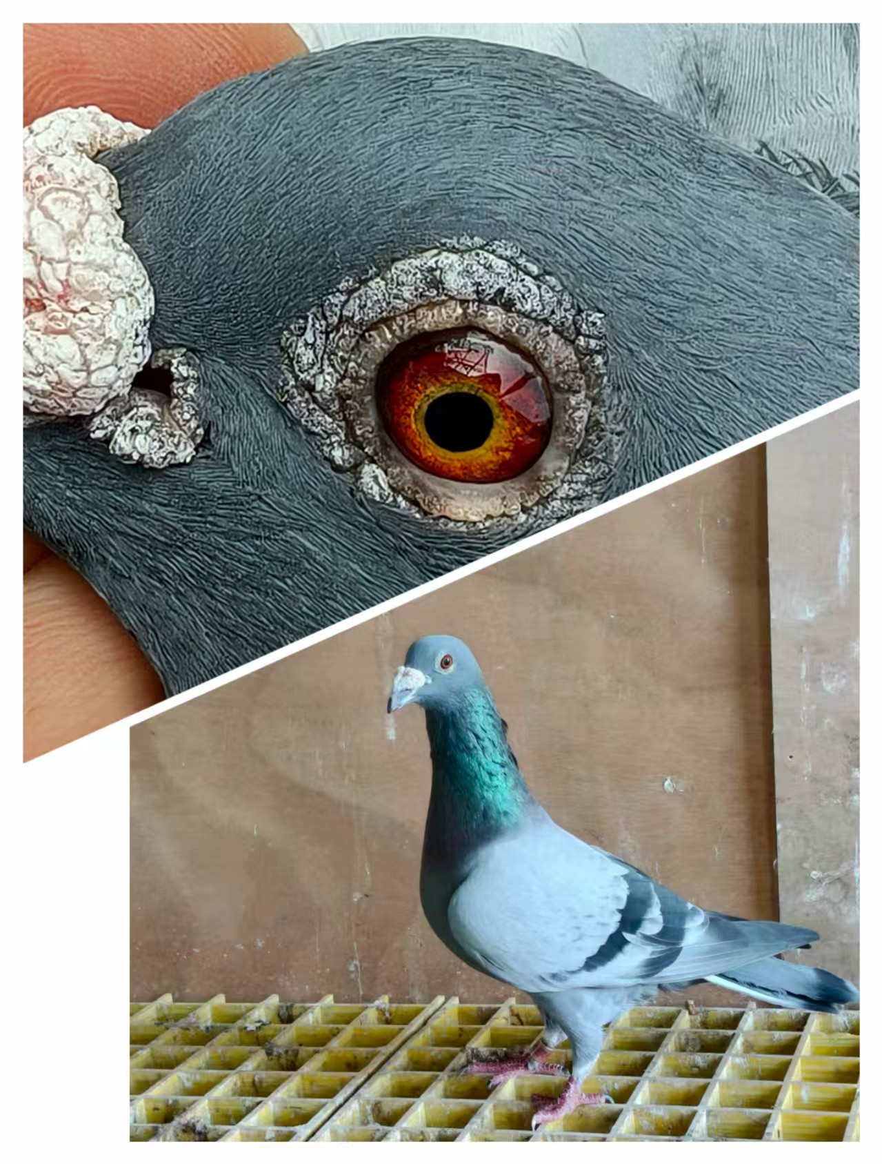 ַ߱Ῠ