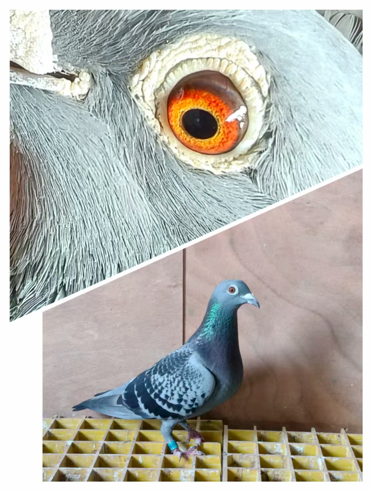 ղɭ