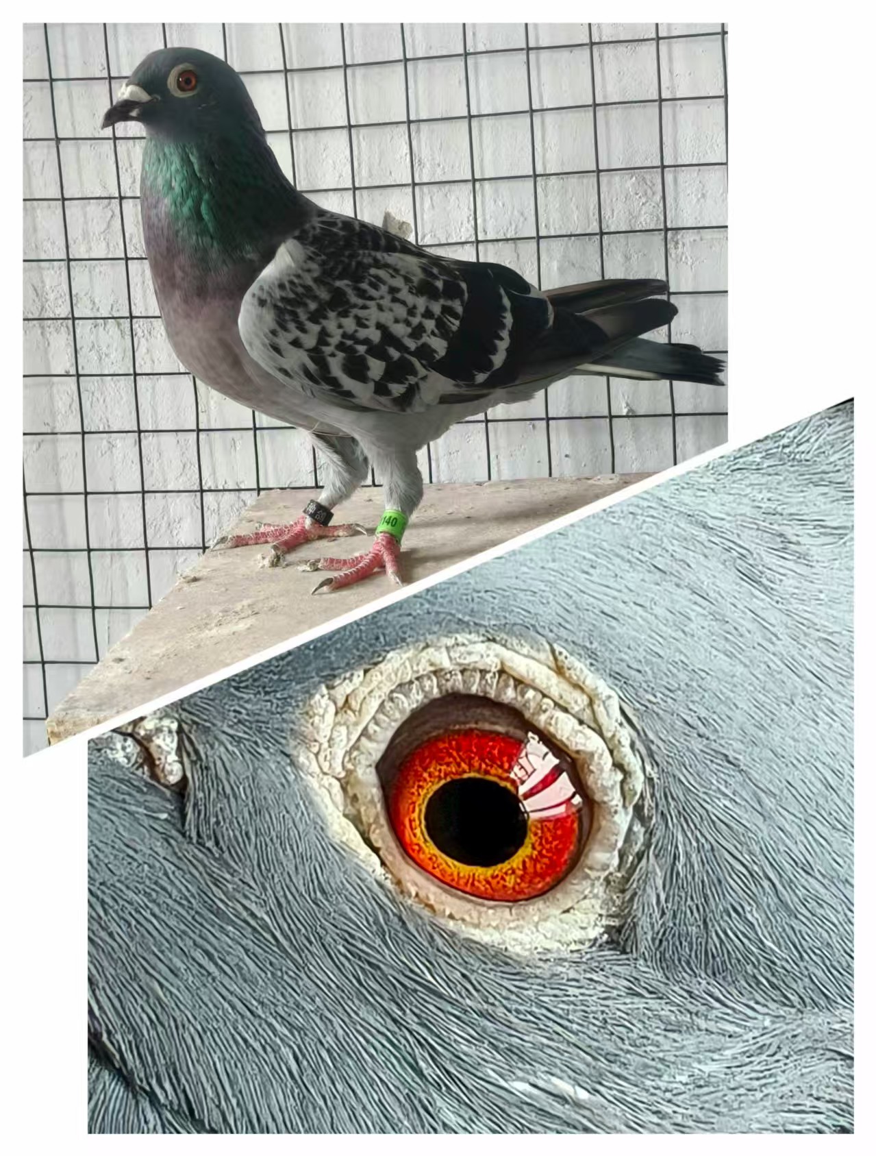 ˹