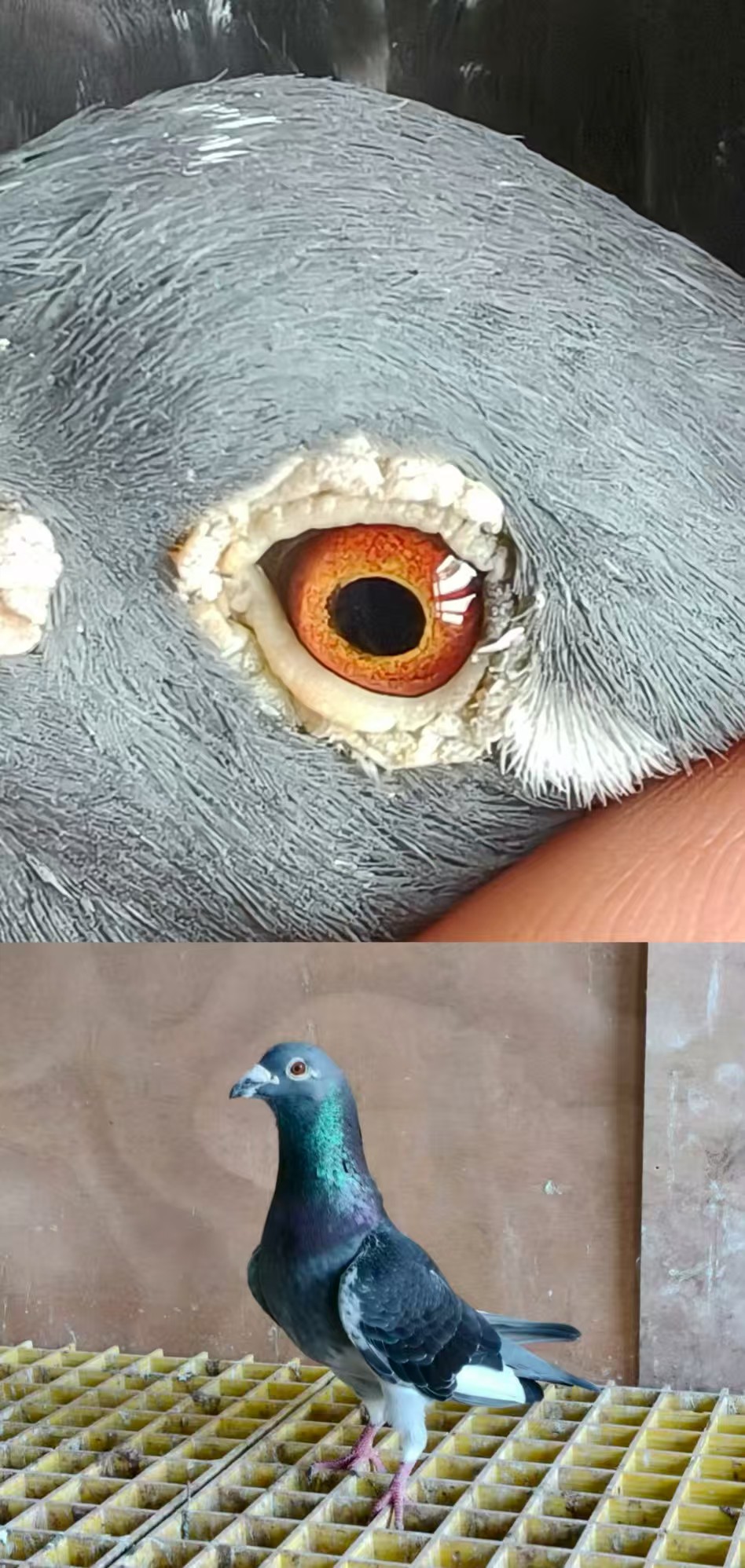 ˹