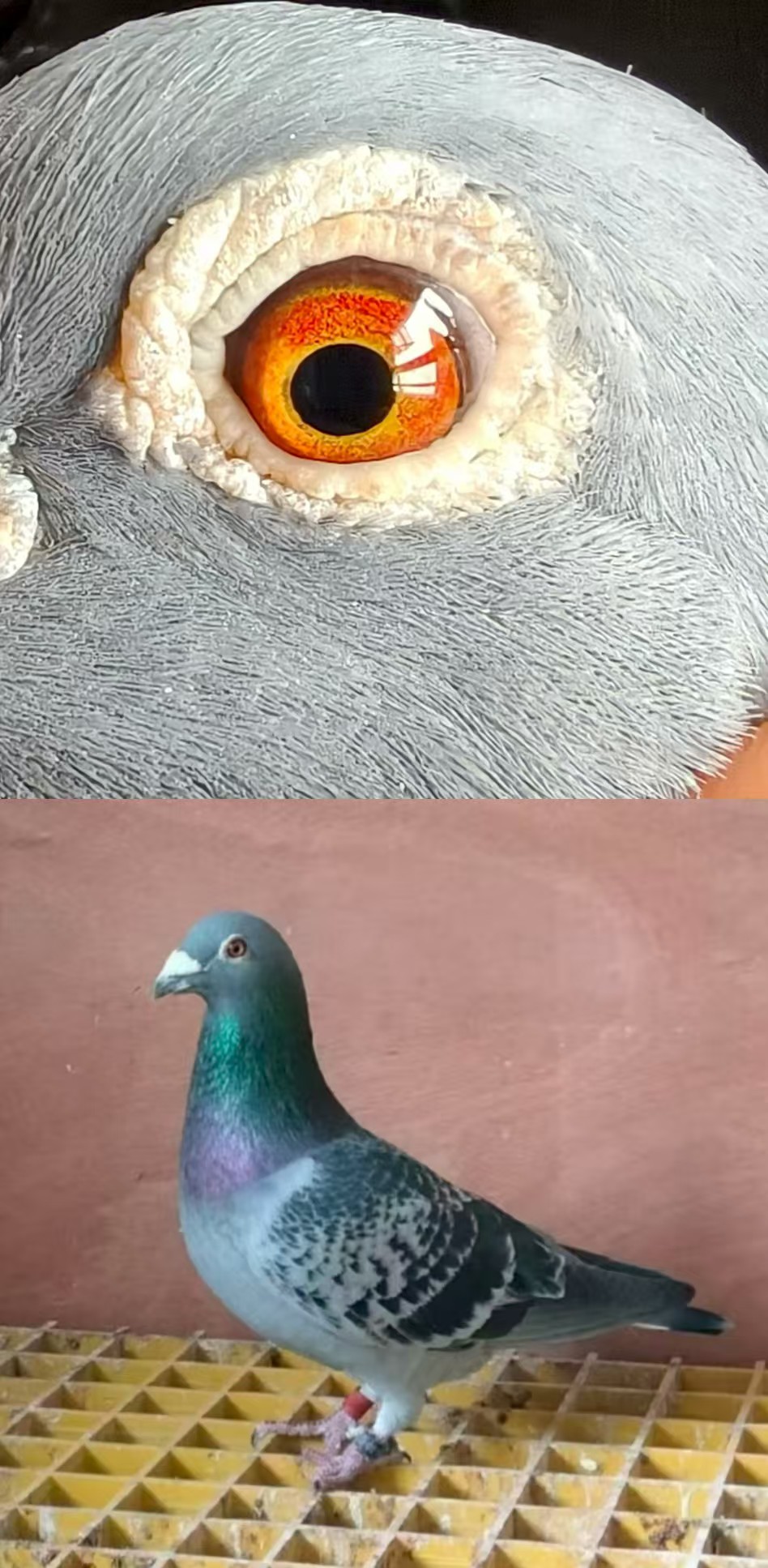 ɣʿ