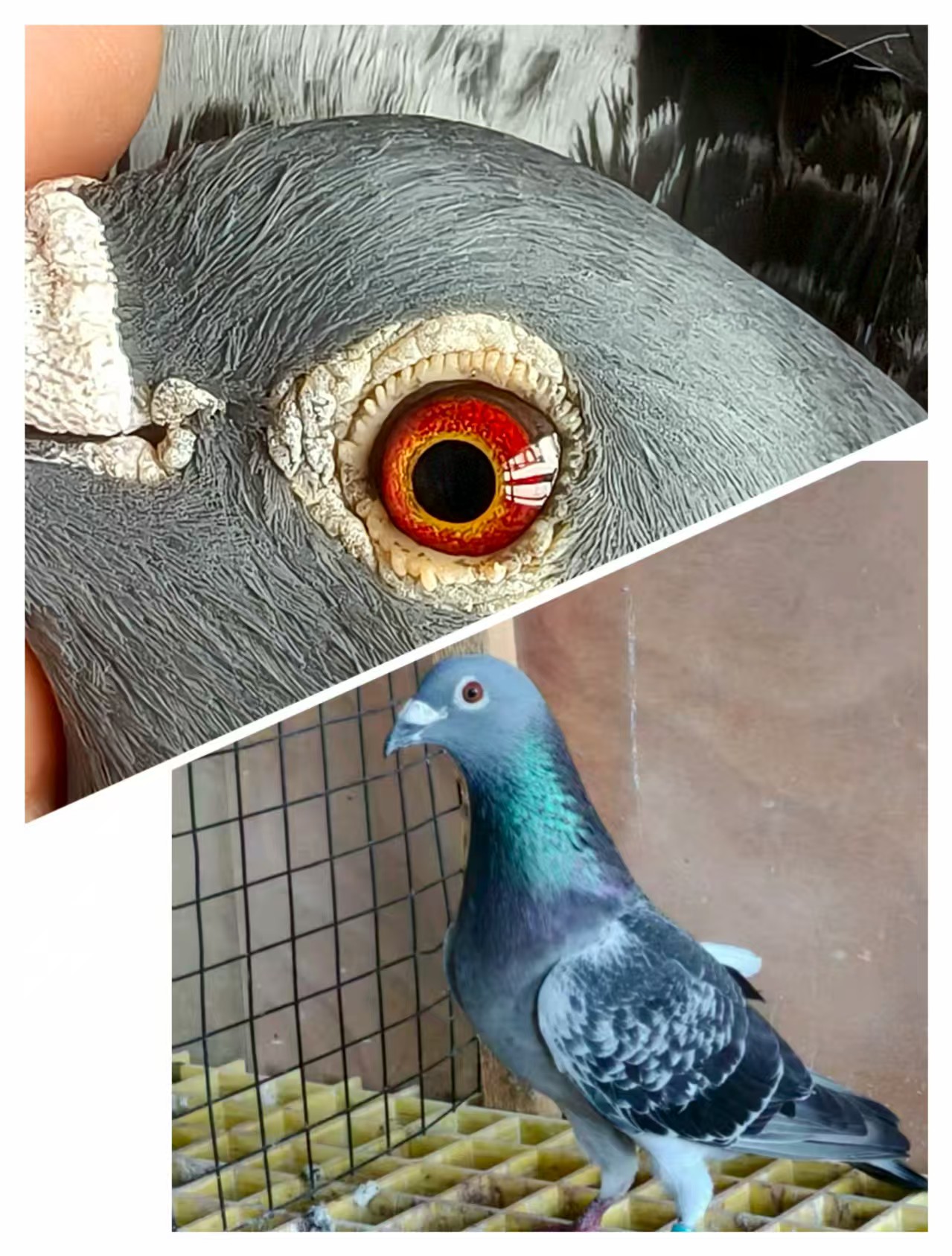 ֻ߱Ѫ