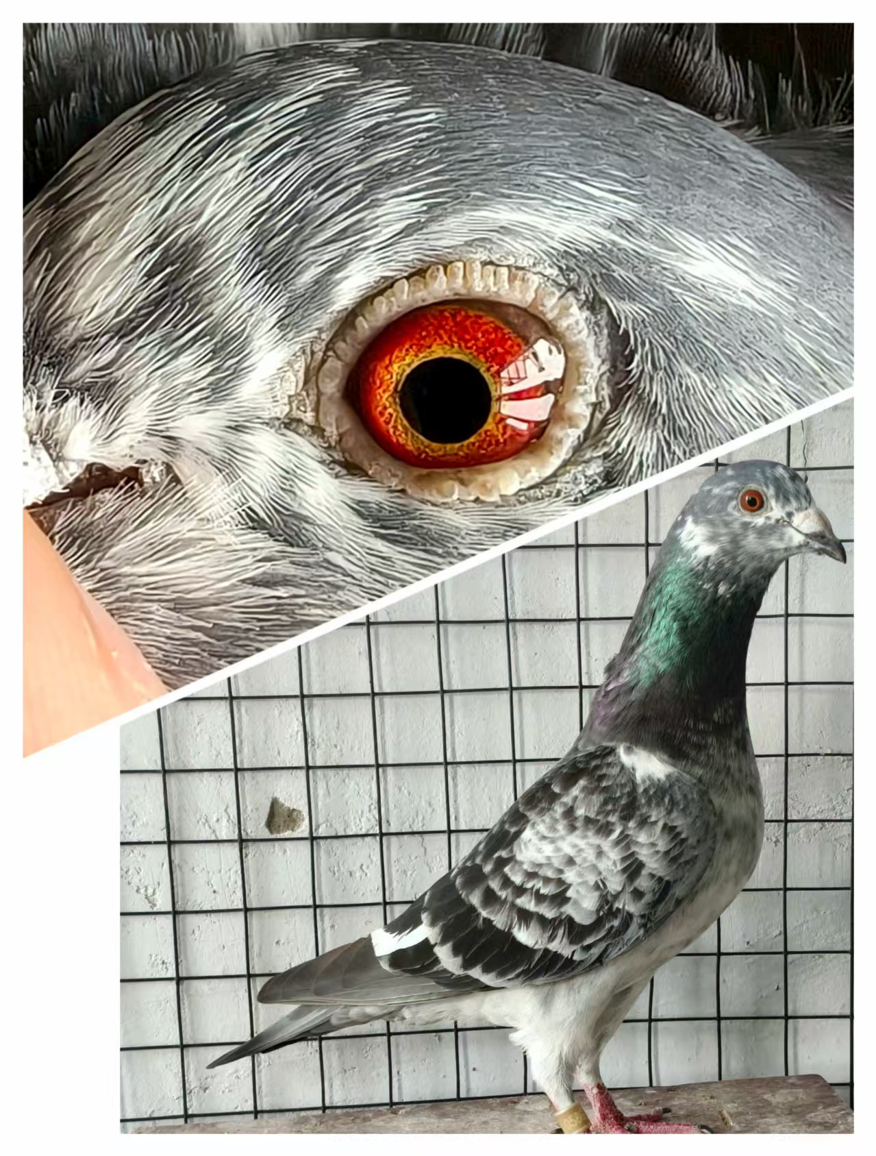 ȭӴ
