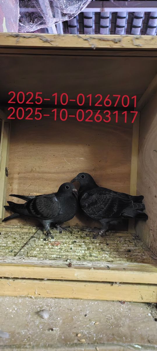 һ