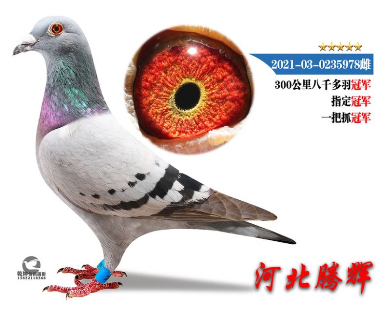δ