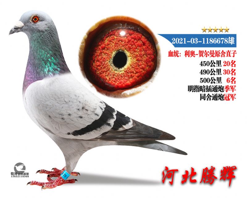 δ