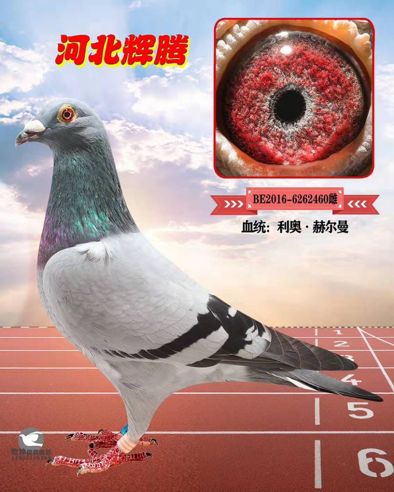 δ