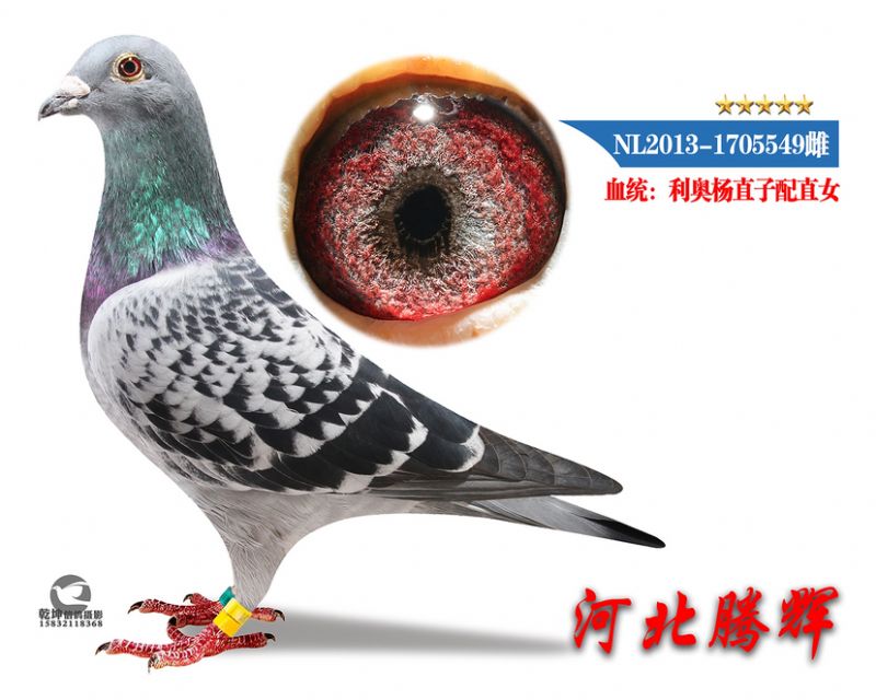 δ