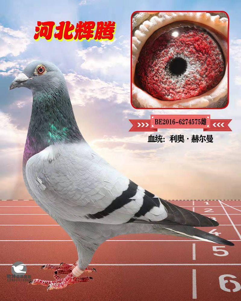 δ