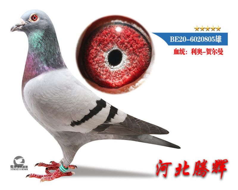 δ
