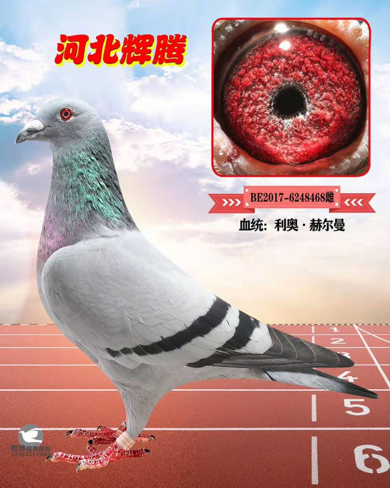 δ