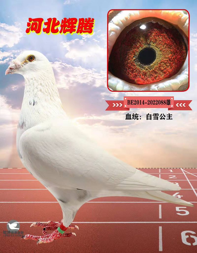 δ