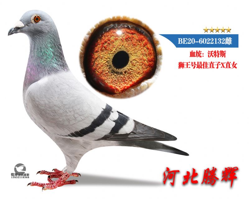 δ