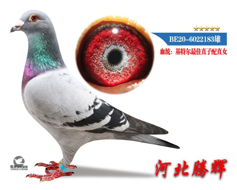 δ