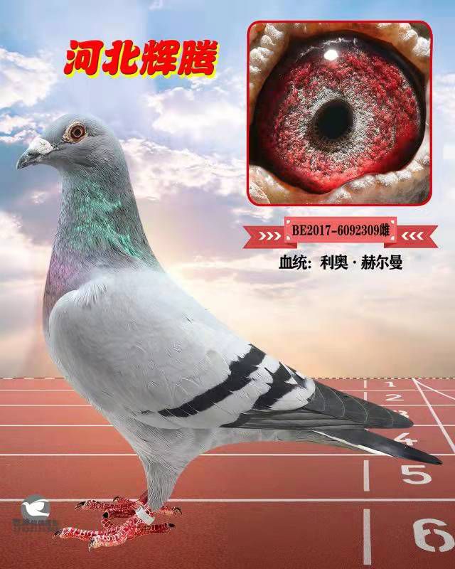 δ
