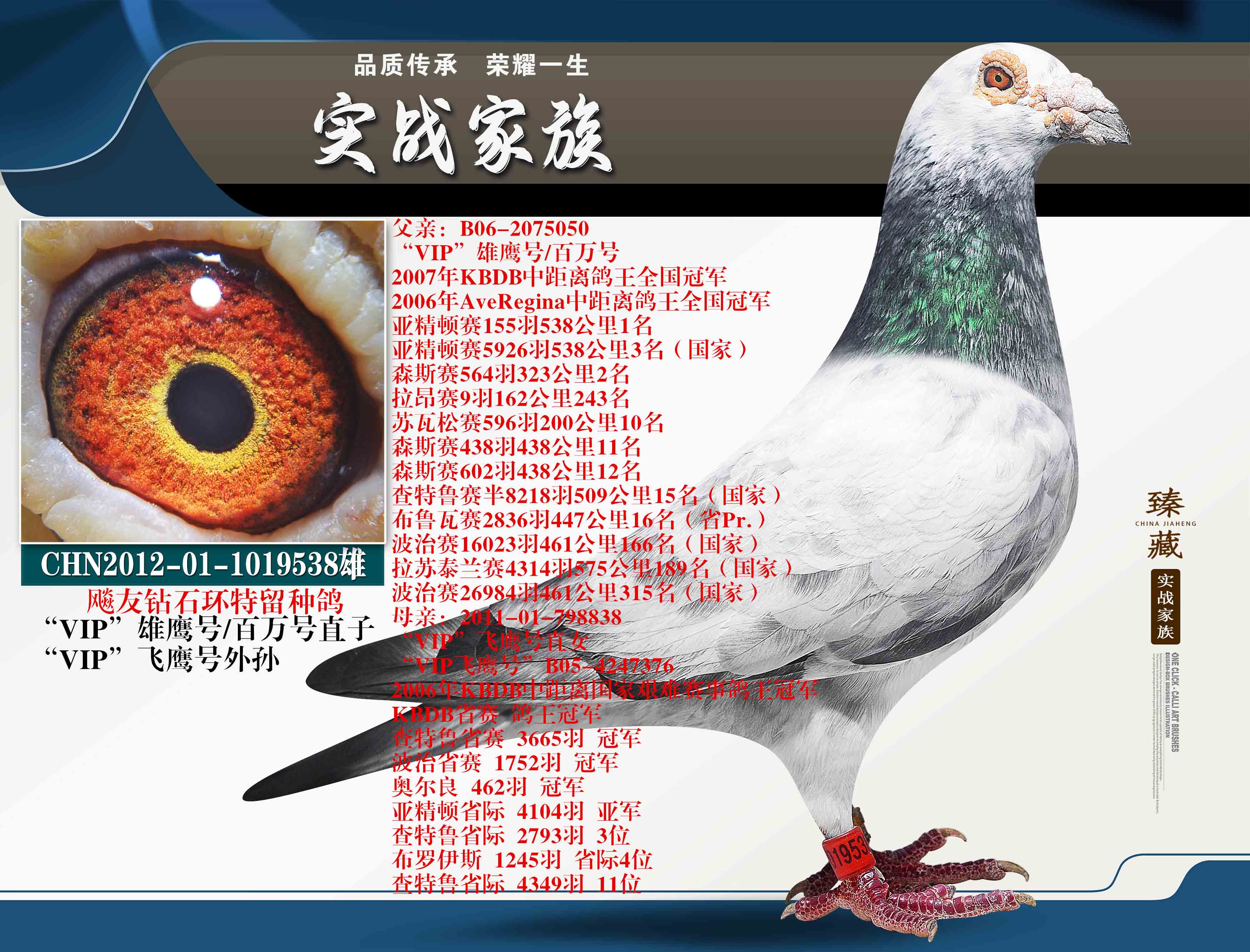 ��VIP����ӥ��+��VIP����ӥ��