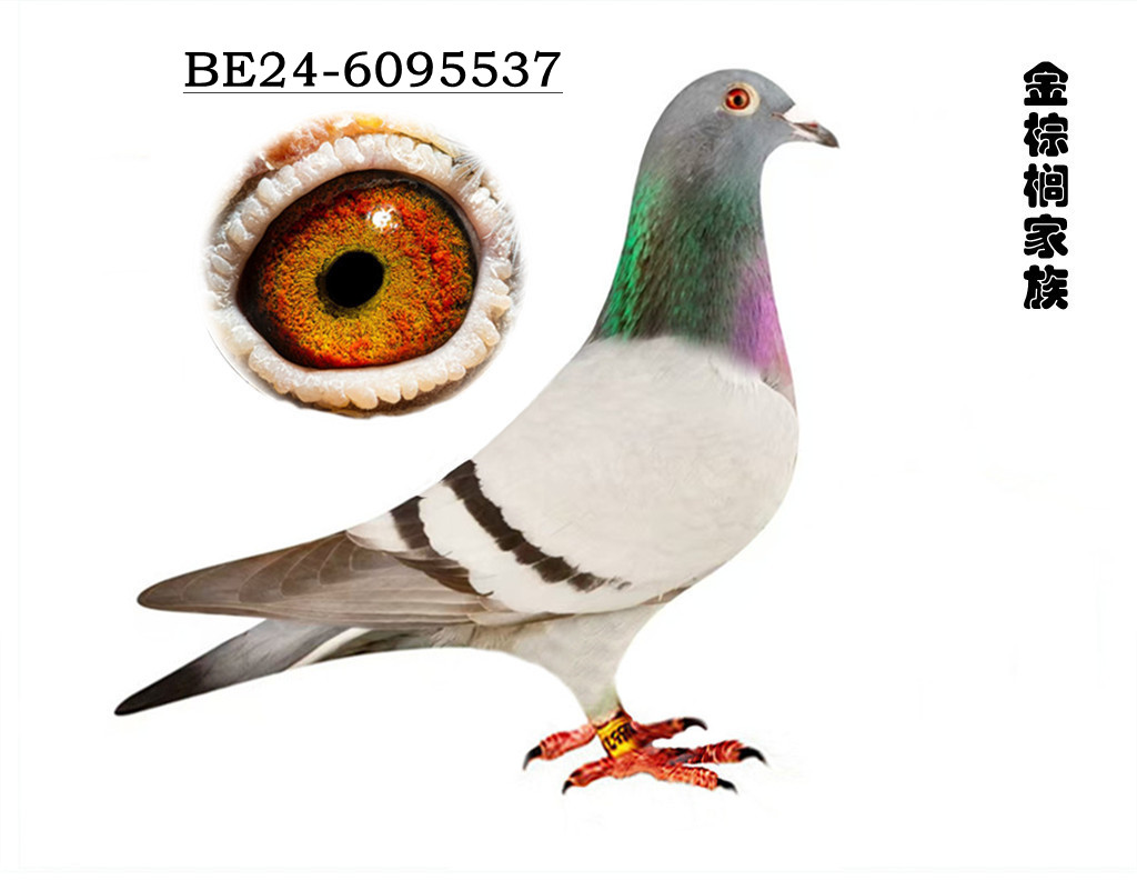 ؙѪϵ