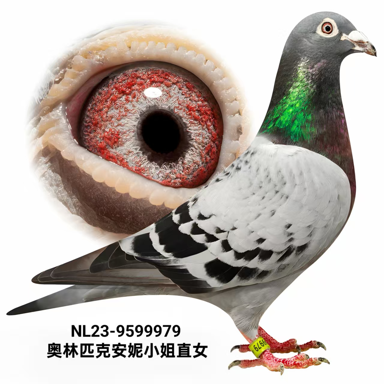ƥ˰СֱŮ