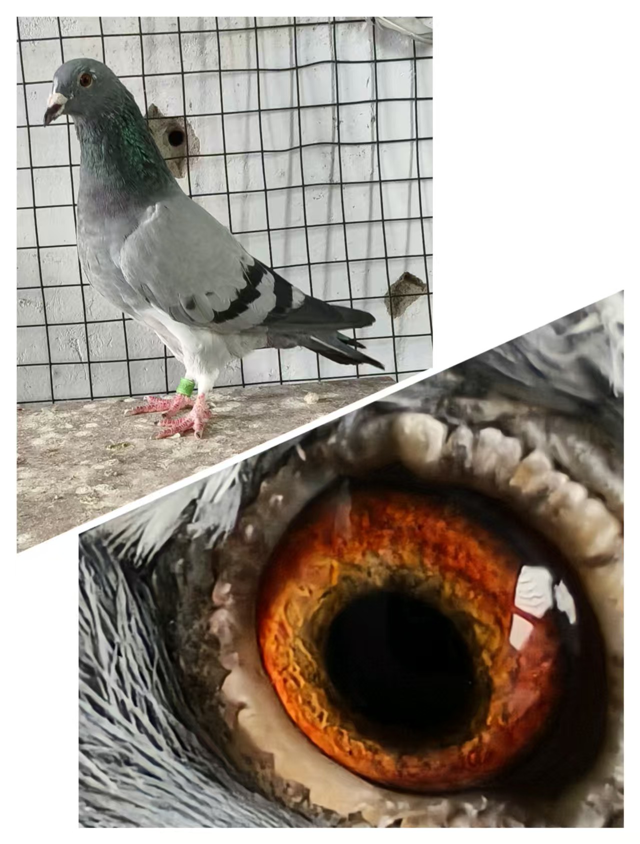 ���Ῠ����������Ů