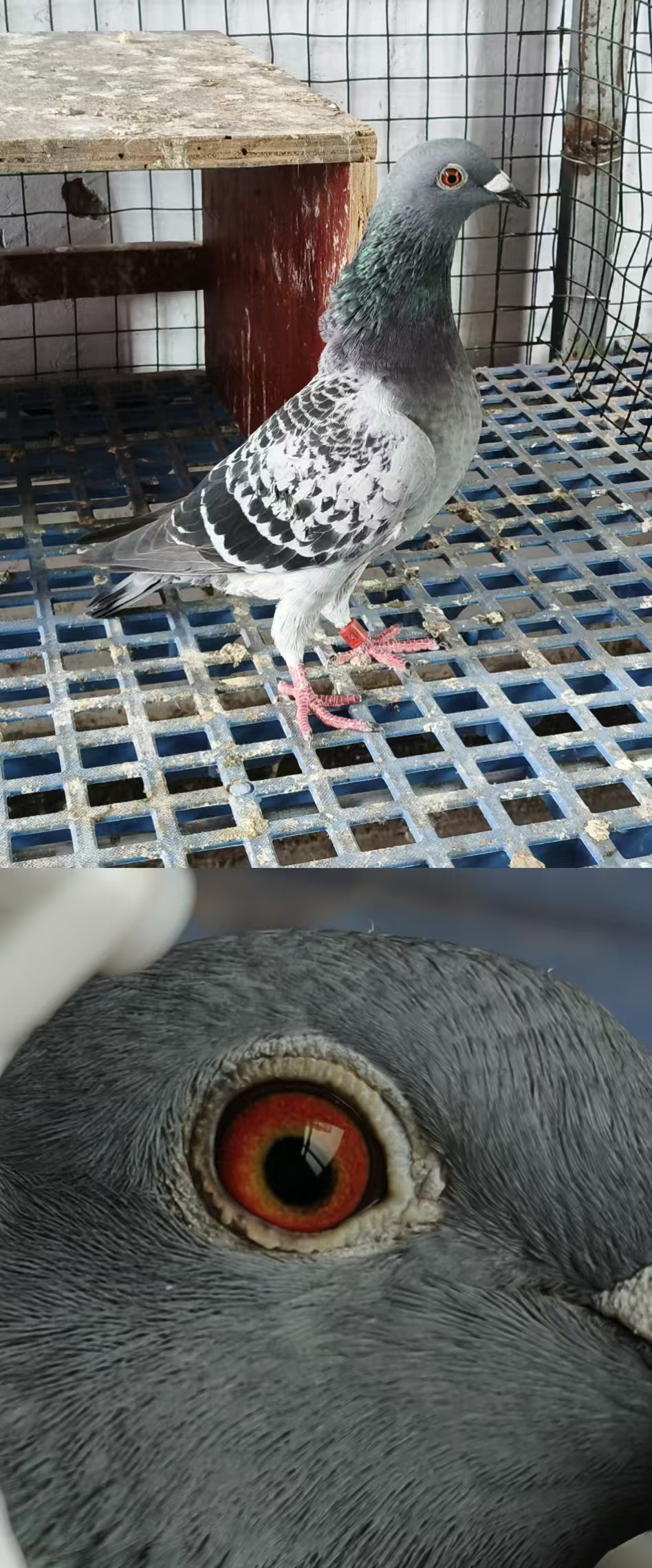 һѪ
