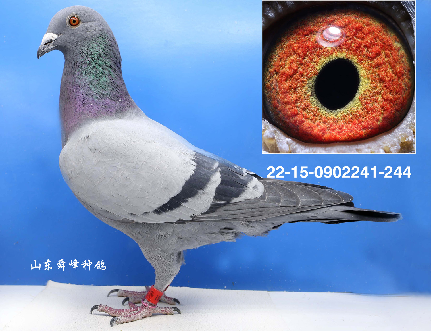 Ҽ̖(ho)241