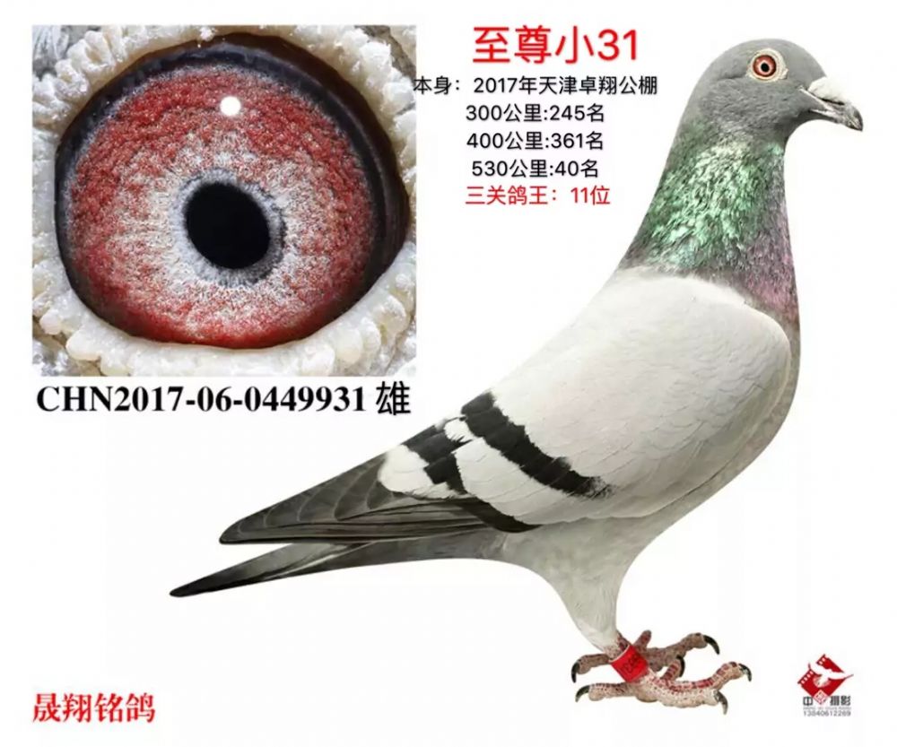 ׿蹫.31