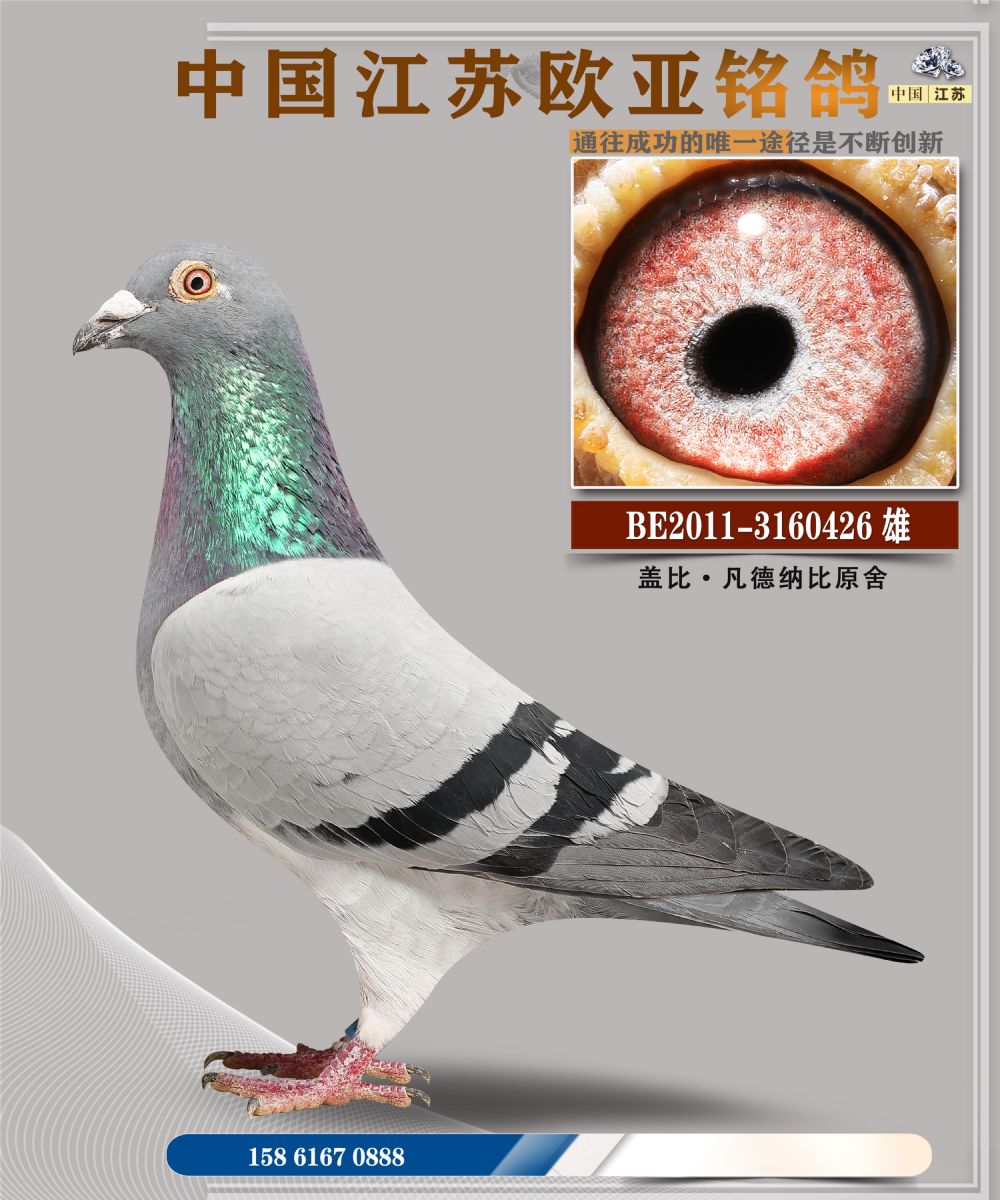 ŷ��12-14-3160426_��