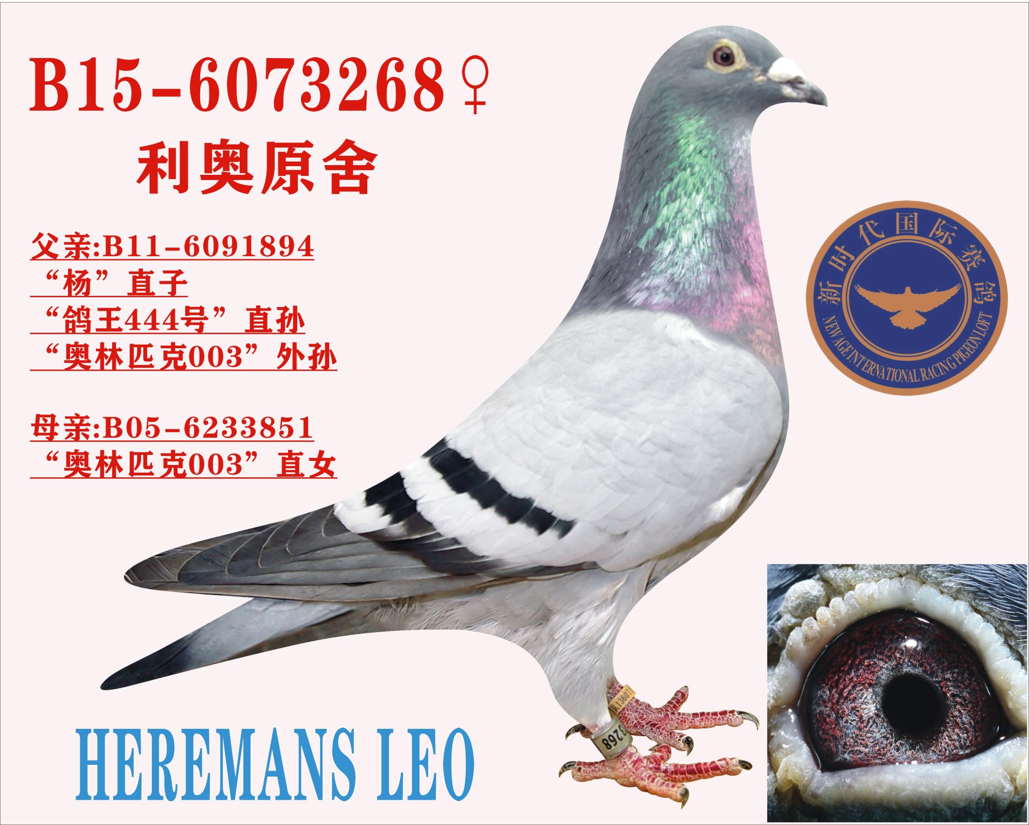 ���ֱ�������ƥ��003������