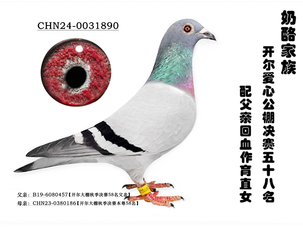58Ѫ
